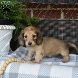 Sundae, Dachshund Puppy